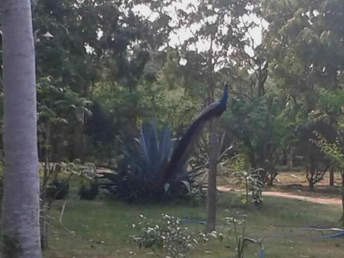 Lavish Eco Jungle Otel Tissamaharama Dış mekan fotoğraf