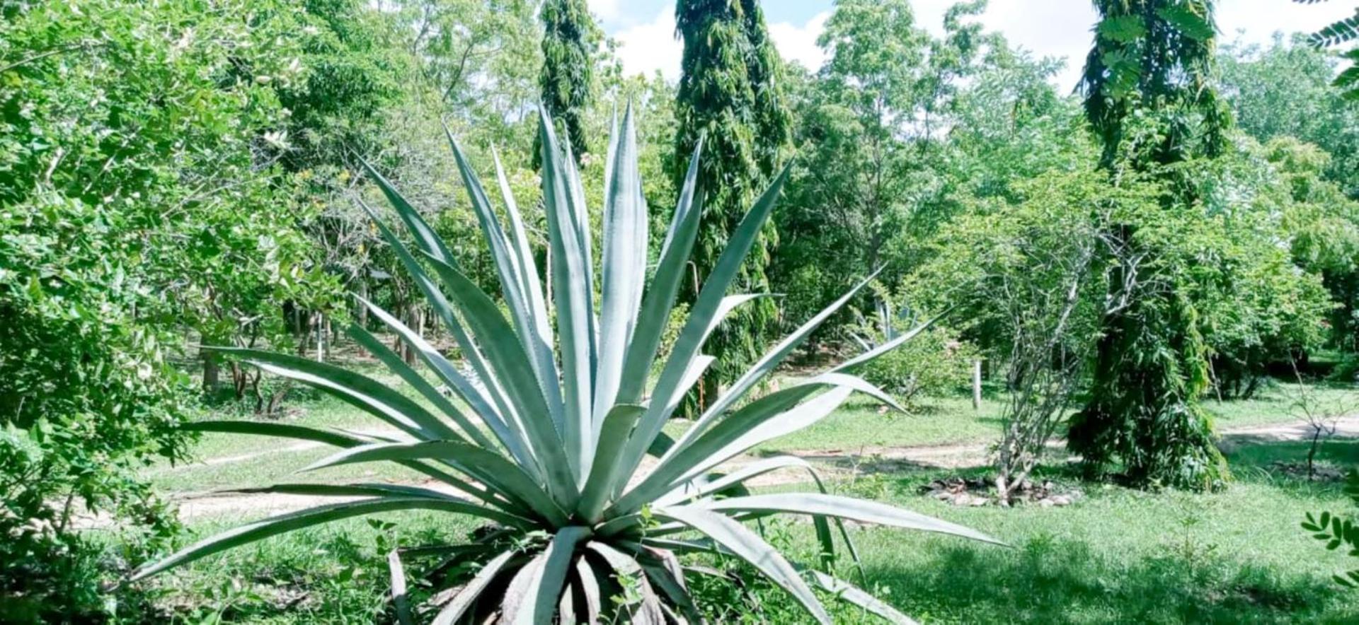 Lavish Eco Jungle Otel Tissamaharama Dış mekan fotoğraf