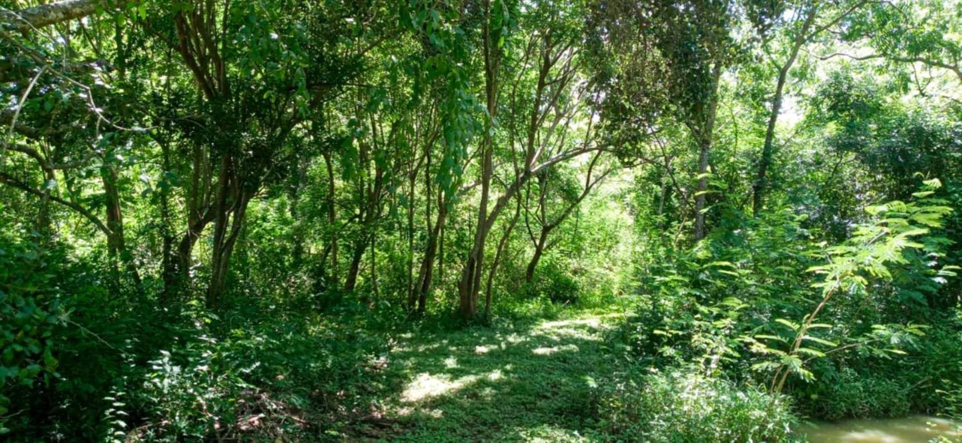 Lavish Eco Jungle Otel Tissamaharama Dış mekan fotoğraf