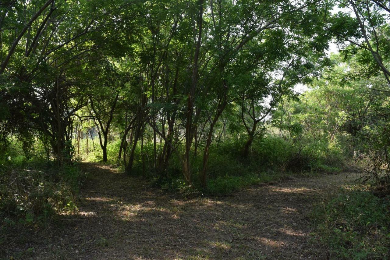 Lavish Eco Jungle Otel Tissamaharama Dış mekan fotoğraf